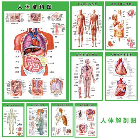 身體裡面養